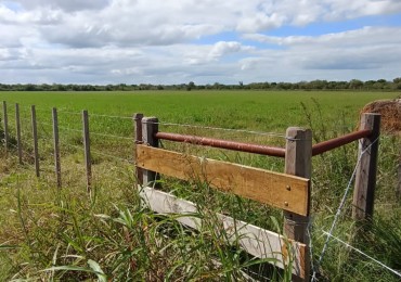 Campo Ejido Antonio Tomas 
